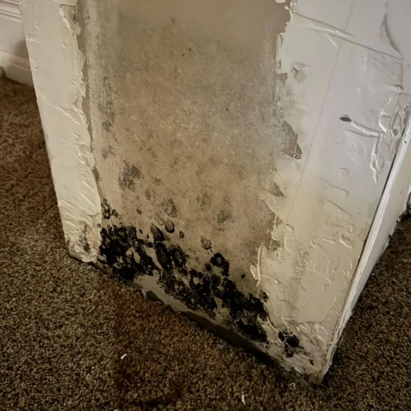 Professional Mold Removal in Elida, OH